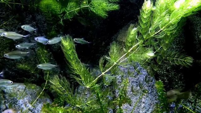 Спокойная музыка для медитации, для сна. Лечебная музыка смотреть онлайн