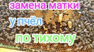 Маточники тихой смены! ПЧЕЛОВОДСТВО!