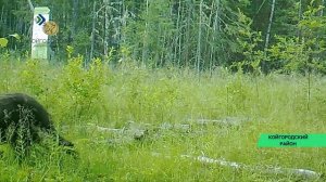 В кадр фотоловушки национального парка -Койгородский- попал медведь в поисках еды