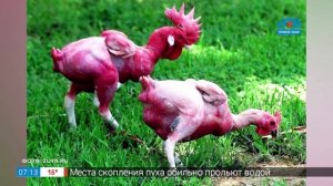 Добавь обороты – фразеологизм «как кур во щи»