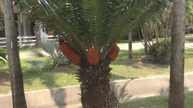 Пальма с плодами типа ананасов смотреть онлайн