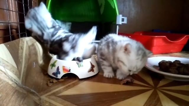 Британские котята мраморные. Им почти месяц смотреть онлайн