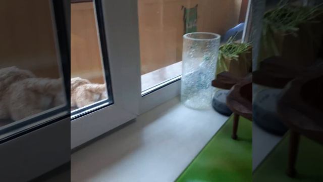 наш приют МУРКОША не хотел отдавать мне кота Ну пришла директор нашего приюта и сказала Это мой кот смотреть онлайн