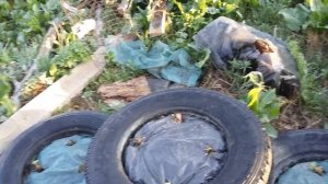 Посадка клубники в шины