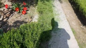 Стрижка кустов розмарина.