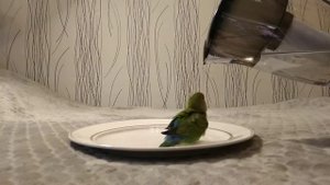 Попугай купается