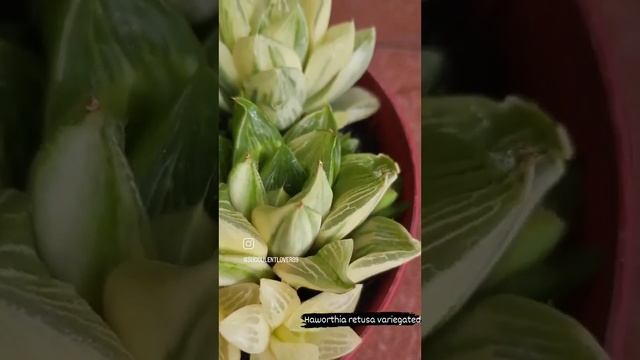 haworthia retusa variegated