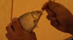 Попали на клёв крупной плотвы на Сурском водохранилище