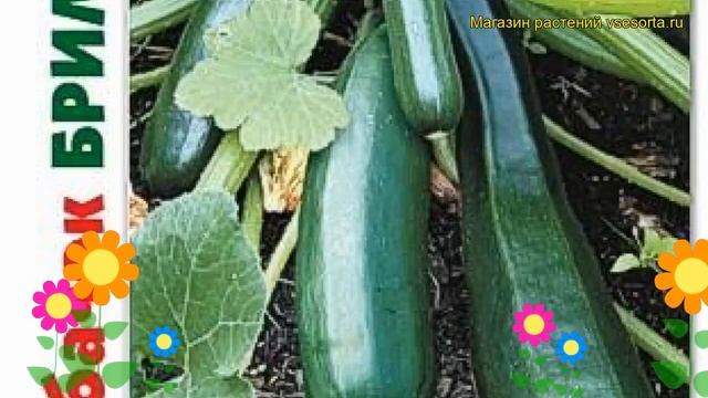 Кабачок Бриллиант. Краткий обзор, описание характеристик, где купить семена cucurbita pepo Brillian смотреть онлайн