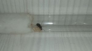 Муравьиная колония с нуля 😱!!! Поймал матку, а она снесла яйца!!!🐜🥚😱