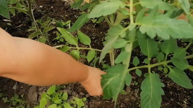 🍅ФОРМИРОВАНИЕ ВСЕХ ВИДОВ ТОМАТОВ! СДЕЛАЙТЕ ЭТО СЕЙЧАС, ПОТОМ НЕ БУДЕТ ПРОБЛЕМ!🍅