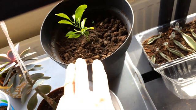 Succulent and Leaf Propagation 6 month Update смотреть онлайн