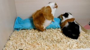 СПАСАЕМ ОТ ЖАРЫ!!! КАК СПАСТИ МОРСКУЮ СВИНКУ ОТ ПЕРЕГРЕВА. #31