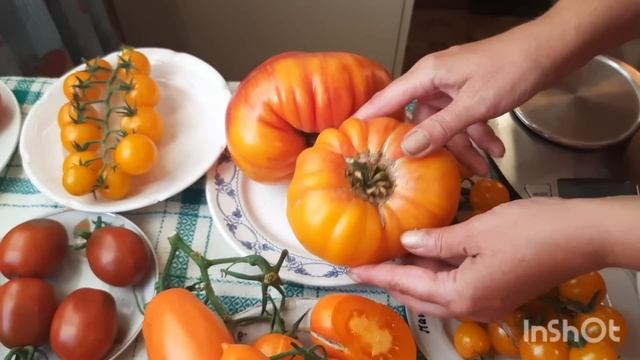 Обзор сортов томатов в разрезе из второй  теплицы. 19 августа 2022 смотреть онлайн