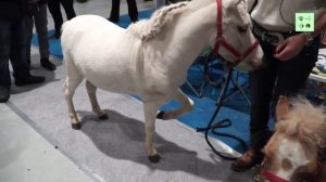 Американская лошадь