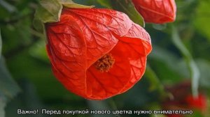 Домашний цветок с листьями как у клена — абутилон полосатый