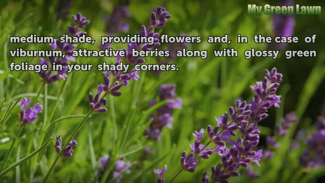 Shade-Loving Bushes & Shrubs смотреть онлайн