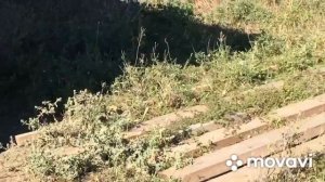 Американский Булли, в типе классик , сука в Продаже!!!