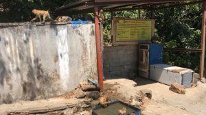 ОТПУСК на МОРЕ С ОБЕЗЬЯНАМИ! Что ПРИДУМАЛ КОТИК МАЛЫШ На Этот Раз? КОШКА МУРКА и СМЕШНЫЕ СОБАКИ