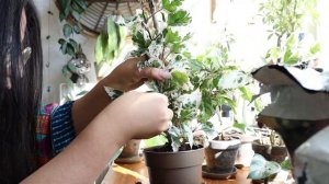 Repotting some variegated plants and putting them in their new spot! | Houseplant Chores