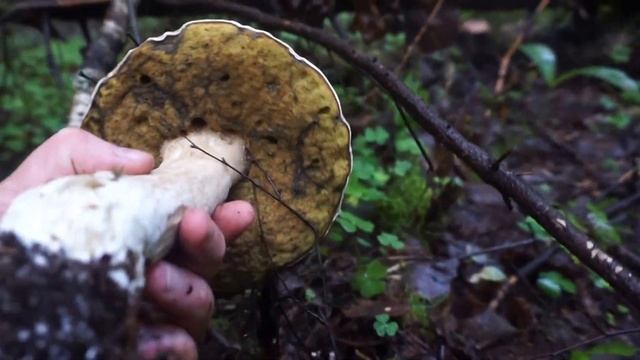 Крупный белый гриб в лесу недалеко от Лисино-Корпуса, Ленинградская область смотреть онлайн