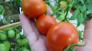 Готовлю обалденную Пиццу из Кабачков! Собираю Томаты, Перцы, Кабачки!