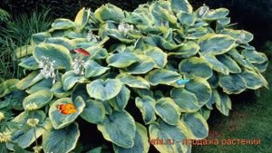 Хоста зибольда Фрэнсис Вилльямс ? обзор: как сажать, рассада хосты Фрэнсис Вилльямс