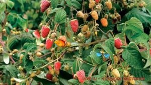 Малина традиционная Сказка (rubus) ? малина Сказка обзор: как сажать саженцы малины Сказка