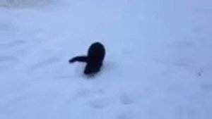 Рыбалка Кичменгский городок