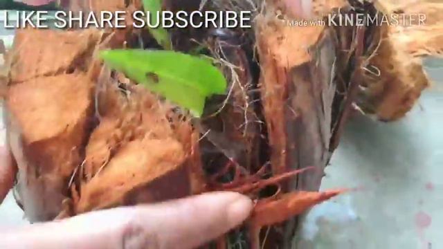 37.Most Beautiful flowers Orchid.How to grow Orchid смотреть онлайн