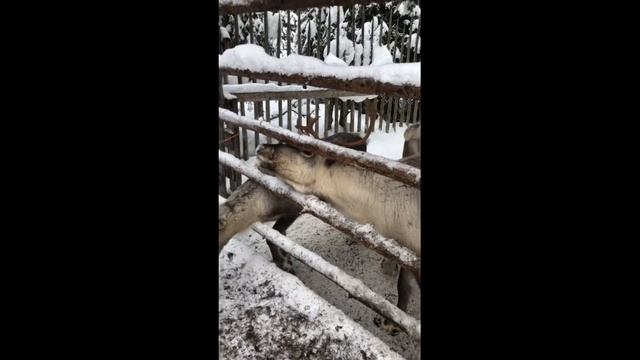 Приключения в Лапландии часть 2 смотреть онлайн