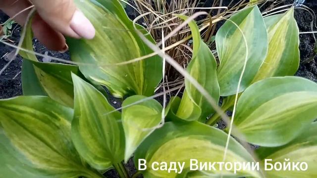 хоста Geisha смотреть онлайн