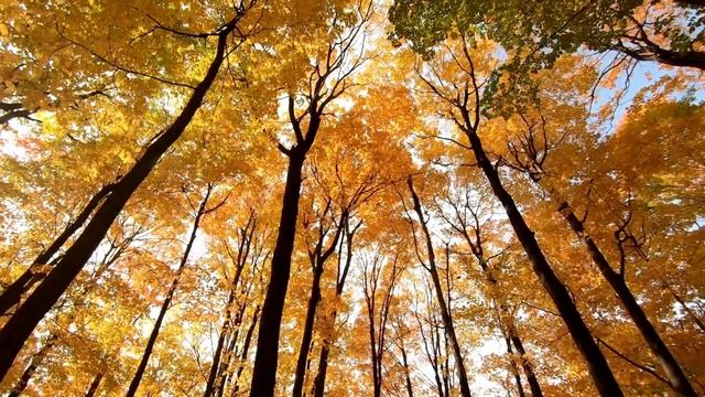 Relaxing music ??? with Piano ? soft water flow bird ?️ singing deep forest #shorts смотреть онлайн