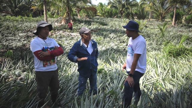 COCOPINE Farming- Coconut may Intercrop na Pineapple, Galing ng Diskarte смотреть онлайн