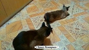 Кошка очень хочет кота что делать Как успокоить кошку Течка у кошек Кошка во время течки Звуки коше