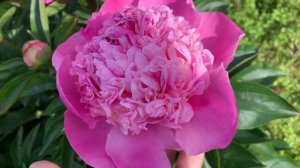 Peony "Mme. Ducel' (F Mechin 1880), channel YouTube : PEONIES-ALL ABOUT THEM (ПІОНИ-ВСЕ ПРО НИХ)