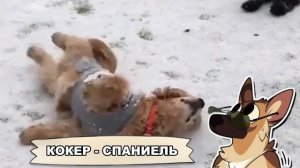 ТОП 15 ПОРОД СОБАК ДЛЯ НОВИЧКОВ!? | К р у т о й П Ё С