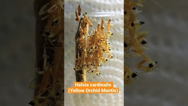 Helvia cardinalis (Yellow Orchid Mantis) - Ootheca hatch! ✊?❤️?