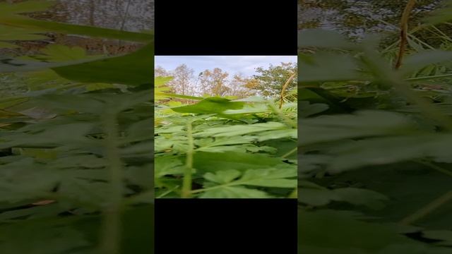 Природа#загород смотреть онлайн