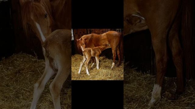 Животноводство и кормление сельхоз животных. смотреть онлайн