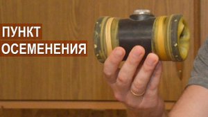 Пункт искусственного осеменения овец. Племрепродуктор - Ферма Покров.