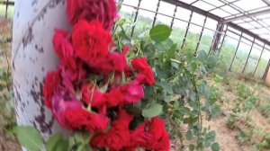 Как растут подмосковные розы. Прививка и Черенкование. Посадка, уход, теплица