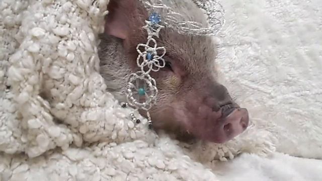 Минипиги  в  Новый год