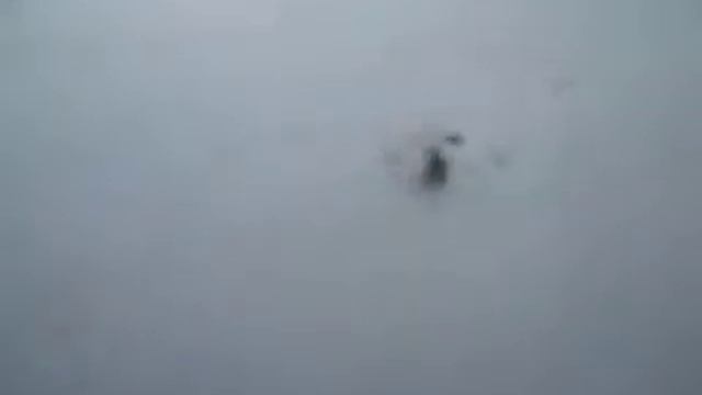 Муравей паникёр смотреть онлайн