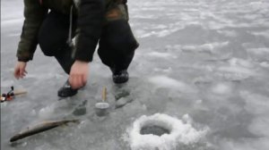 зимнее блеснение,щуки со льда