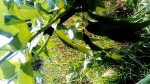 Ставрополь крымские сажинцы. Персик Красна Девица, (11.07.2021)