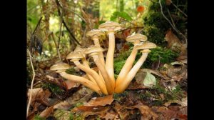 Armillaria mellea