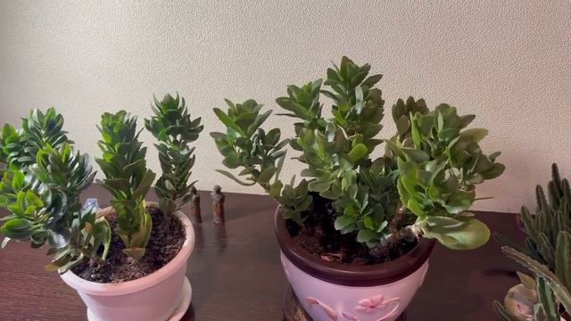 Каланхоэ и стапелия. смотреть онлайн