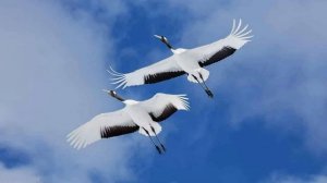 Песня "Журавли". Музыка  Аркадия Северного. Стихи Владимира РамЕнского. Видеостудия "Свет счастья"