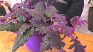 Влюбилась в ГИНУРУ ПЛЕТЕНОСНУЮ. Мои цветы. Мой опыт.